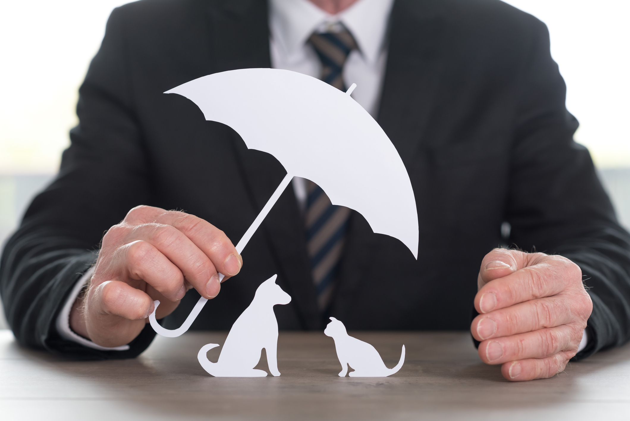 Pet Insurance Trends – From Basic Coverage to Bougie Benefits post thumbnail